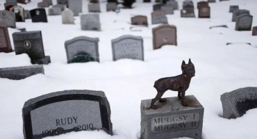 Как да погребам кучето правилно в двора на къщата